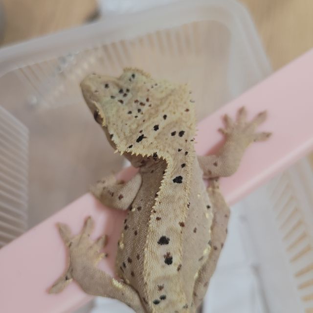 슈퍼달마시안
