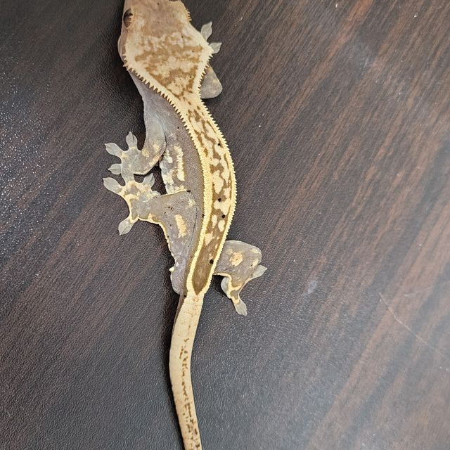 엠티백 풀핀 오닉스