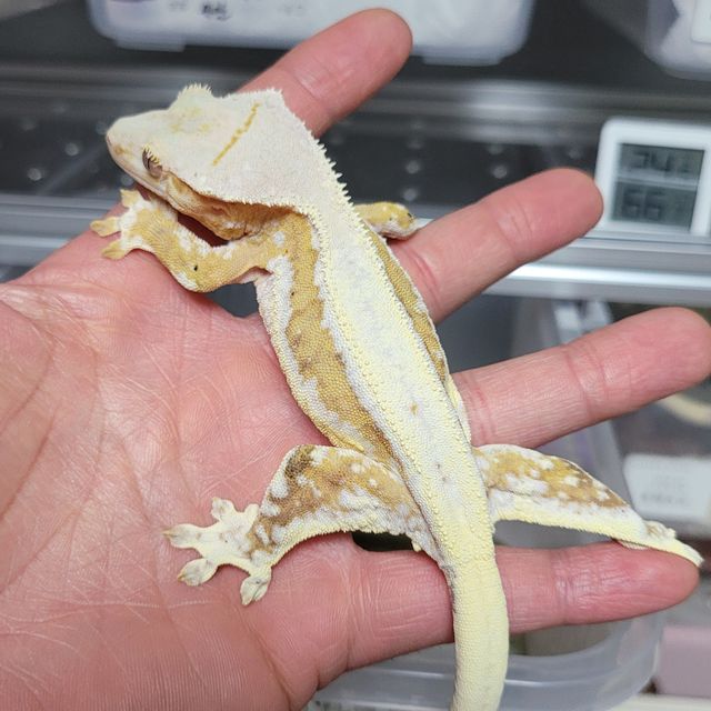 릴리100%헷아잔틱