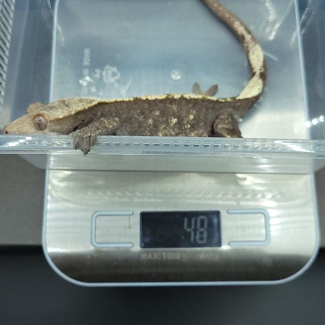 노멀 다크