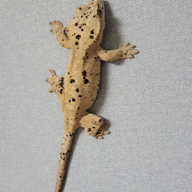 슈퍼달마시안