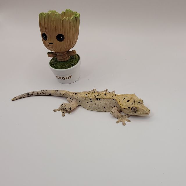 슈퍼달마시안
