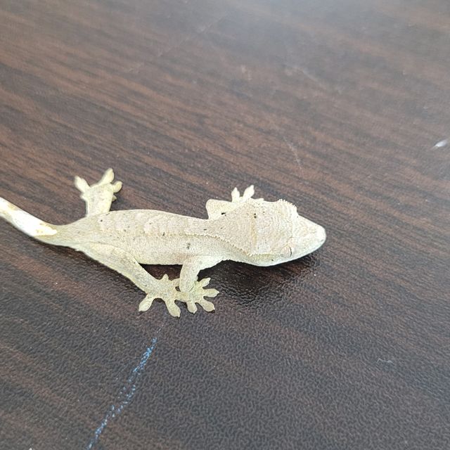 슈퍼달마시안