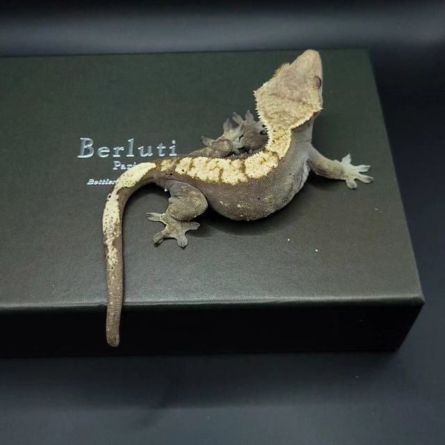 노멀 다크