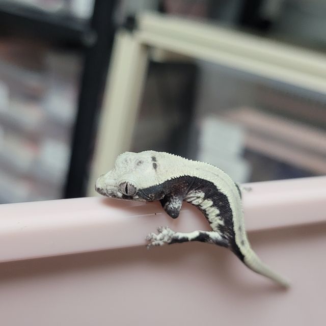 릴잔틱