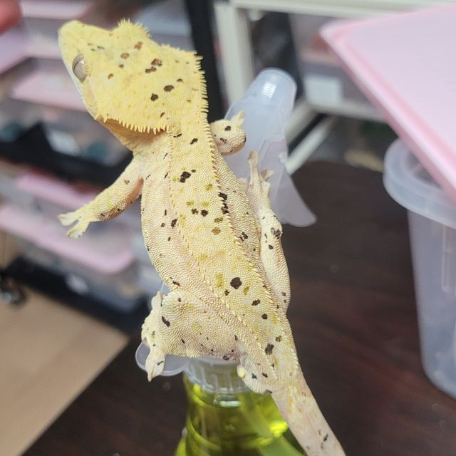 슈퍼달마시안