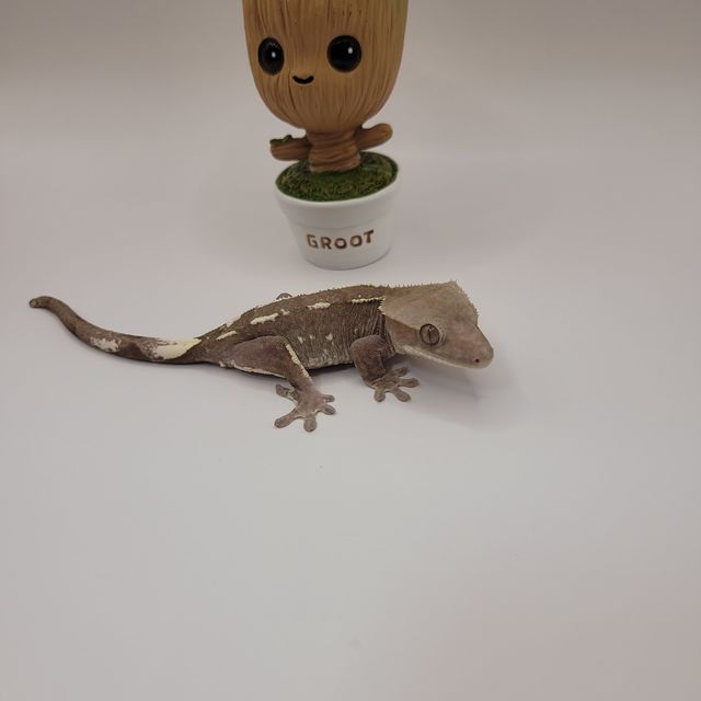 아잔틱