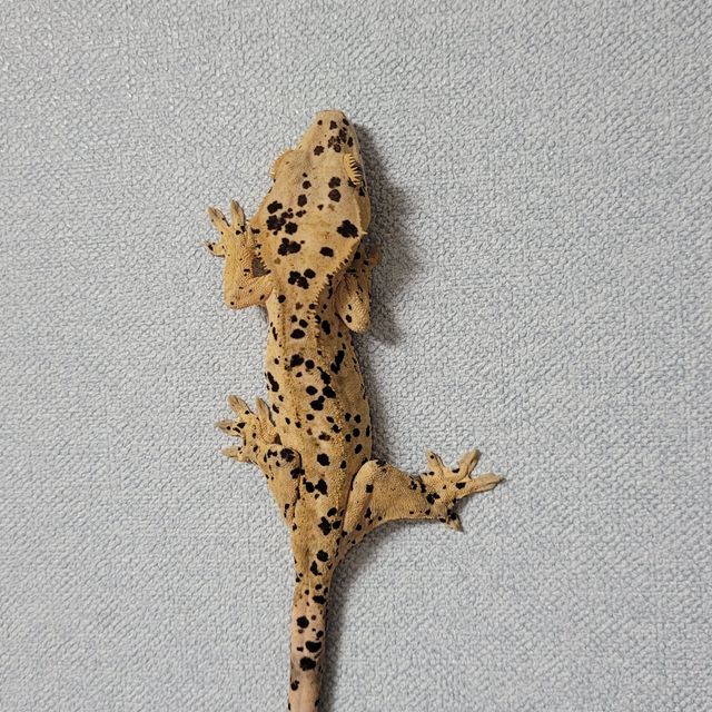 슈퍼달마시안