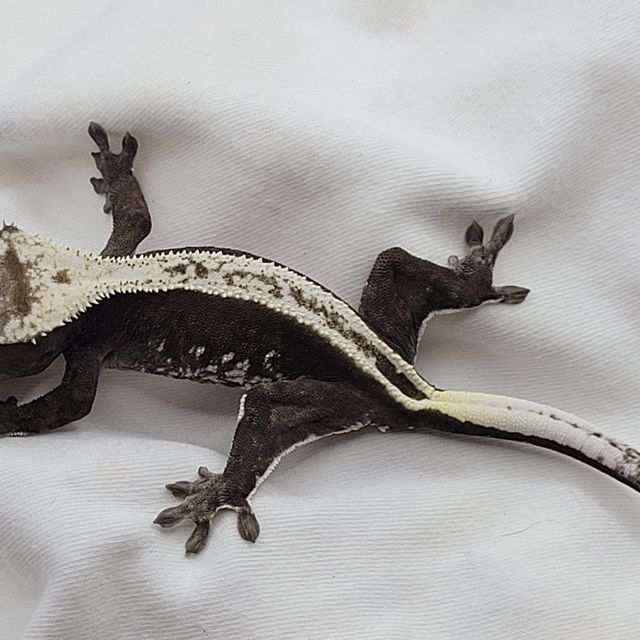 아잔틱 풀핀