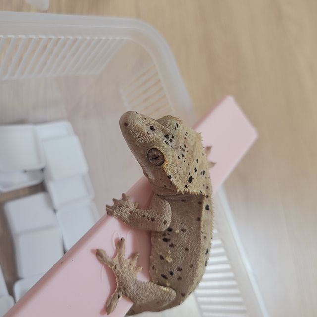 슈퍼달마시안