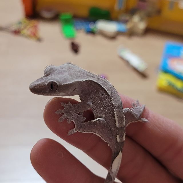 아잔틱