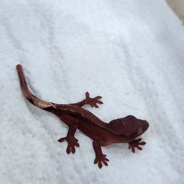 초초