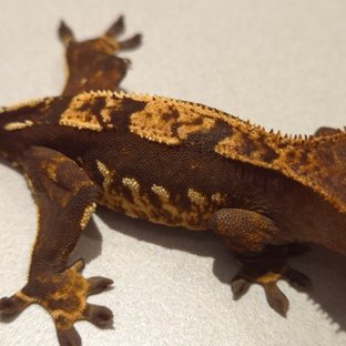 노멀 100%헷아잔틱