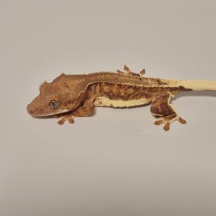 릴리100%헷아잔틱 팬텀