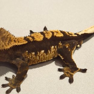 노멀 100%헷아잔틱