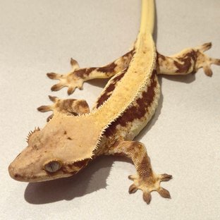 릴리100%헷아잔틱