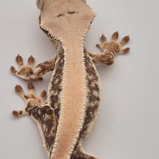 A1