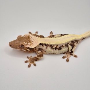 릴리 세이블