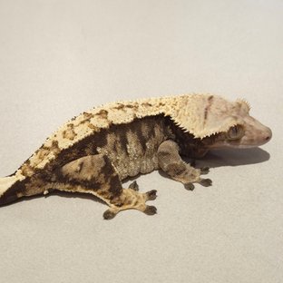 노멀 트라이 익스트림할리퀸