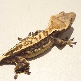 노멀 핀스트라이프 쿼드