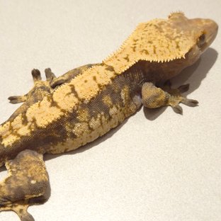 노멀 익스트림할리퀸