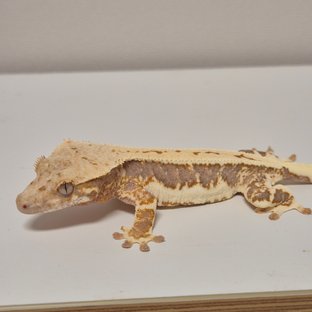 릴리100%헷아잔틱 풀핀 쿼드