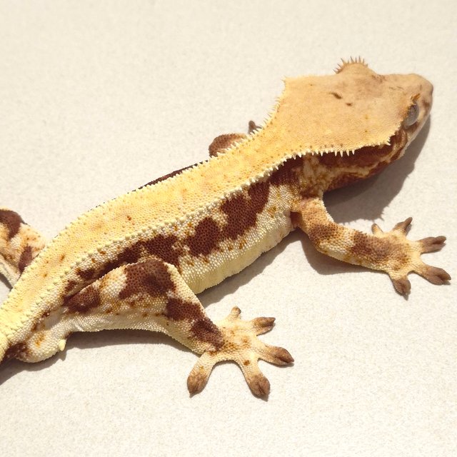 릴리100%헷아잔틱