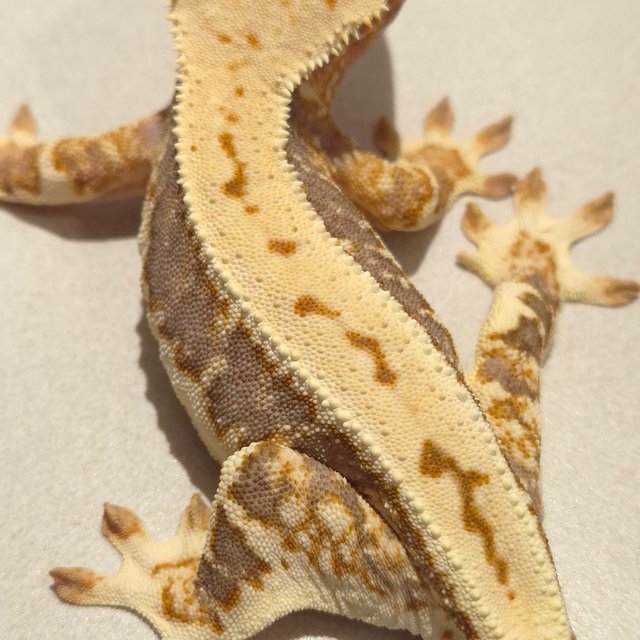 릴리100%헷아잔틱