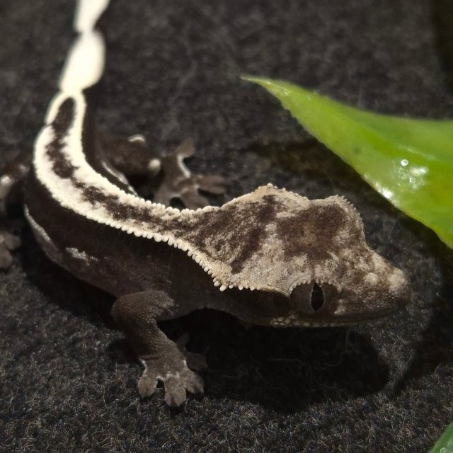 100%헷아잔틱 핀스트라이프