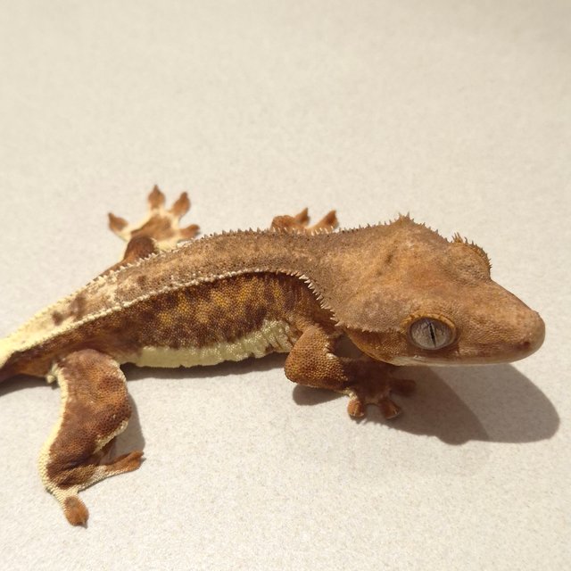 릴리100%헷아잔틱 팬텀