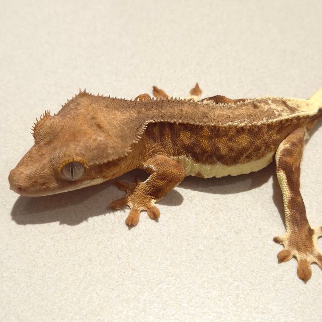 릴리100%헷아잔틱 팬텀