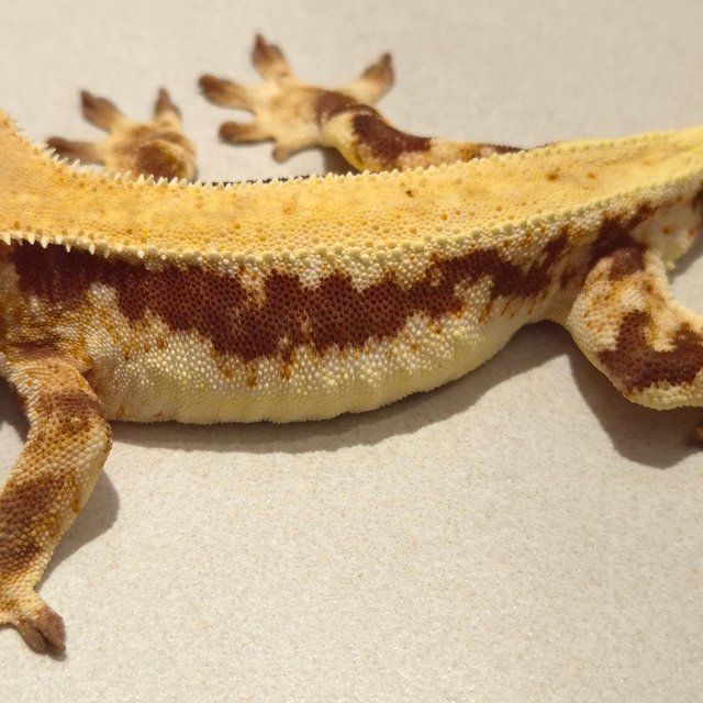 릴리100%헷아잔틱