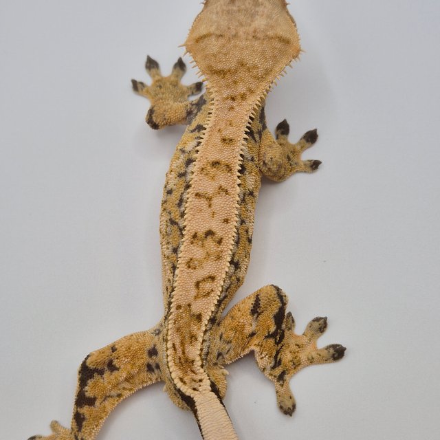 노멀 풀핀 화이트스팟