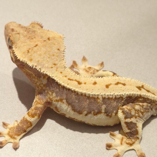 릴리100%헷아잔틱