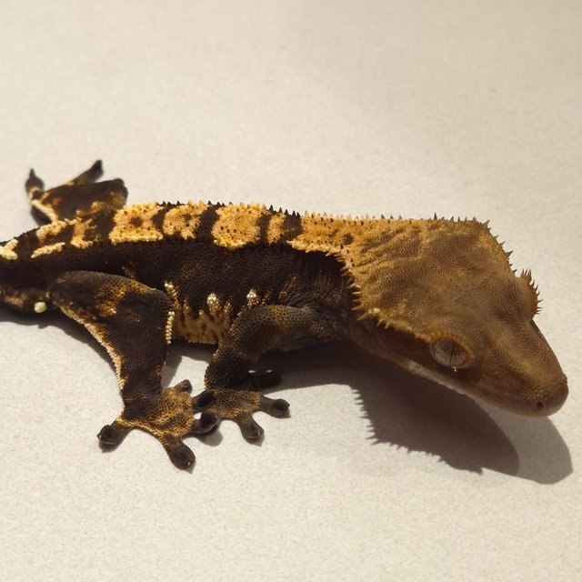 노멀 100%헷아잔틱