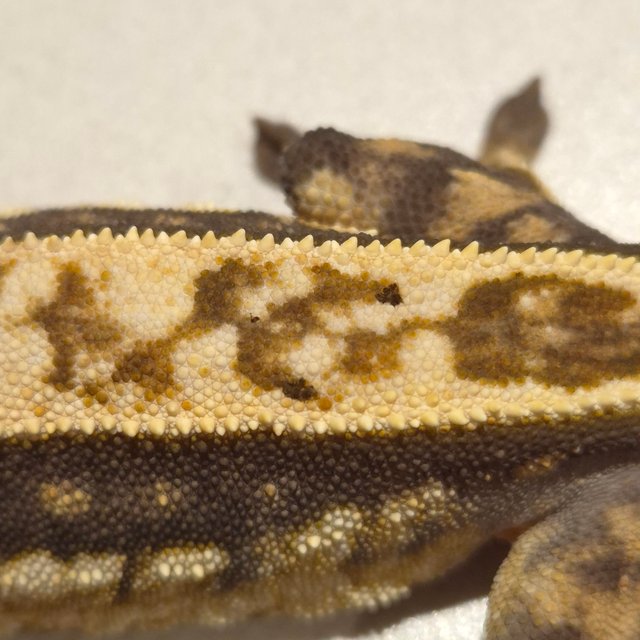 노멀 핀스트라이프 쿼드