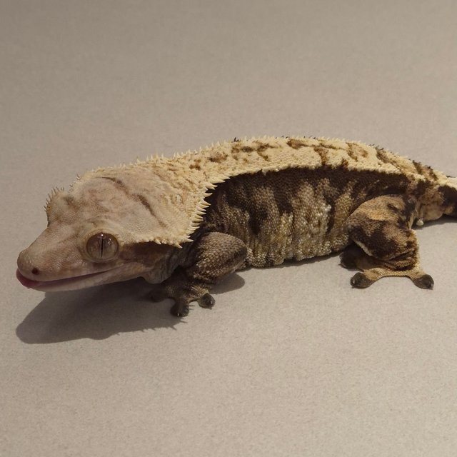 노멀 트라이 익스트림할리퀸