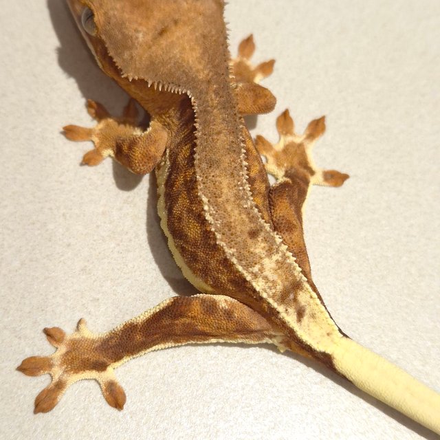 릴리100%헷아잔틱 팬텀