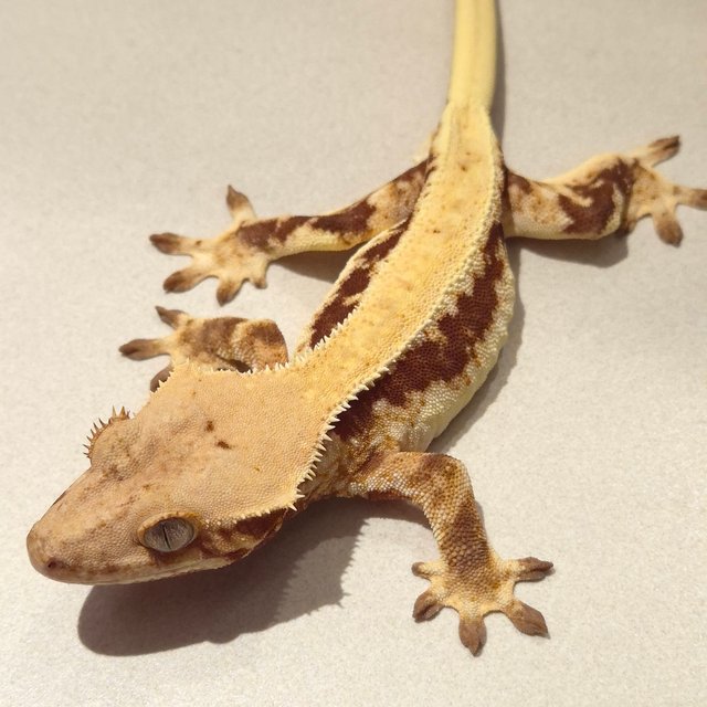 릴리100%헷아잔틱