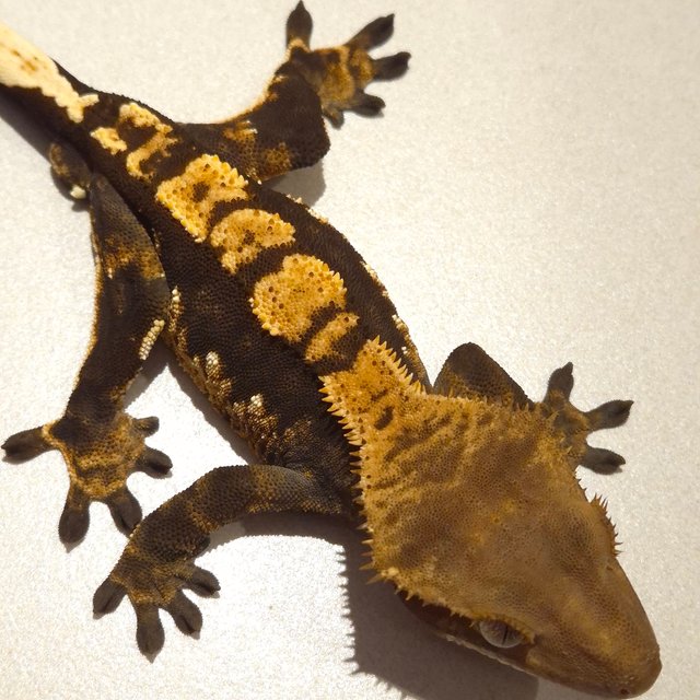 노멀 100%헷아잔틱