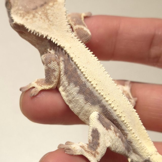 릴리 세이블 100%헷아잔틱