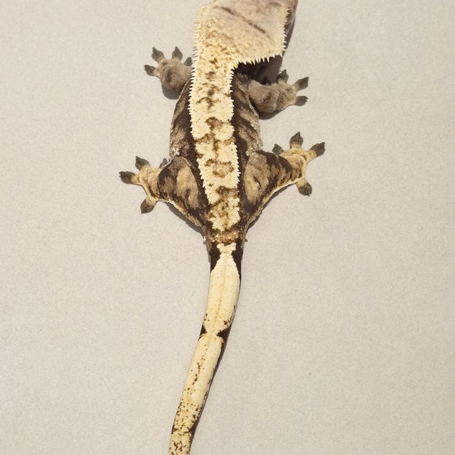 노멀 트라이 익스트림할리퀸