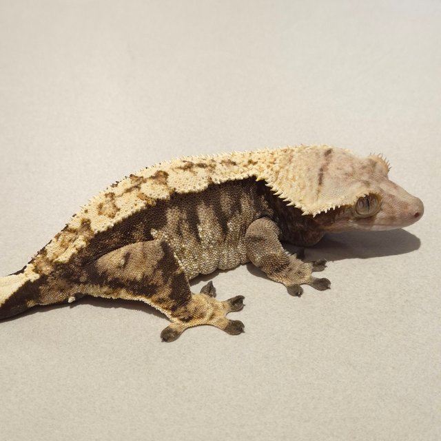 노멀 트라이 익스트림할리퀸