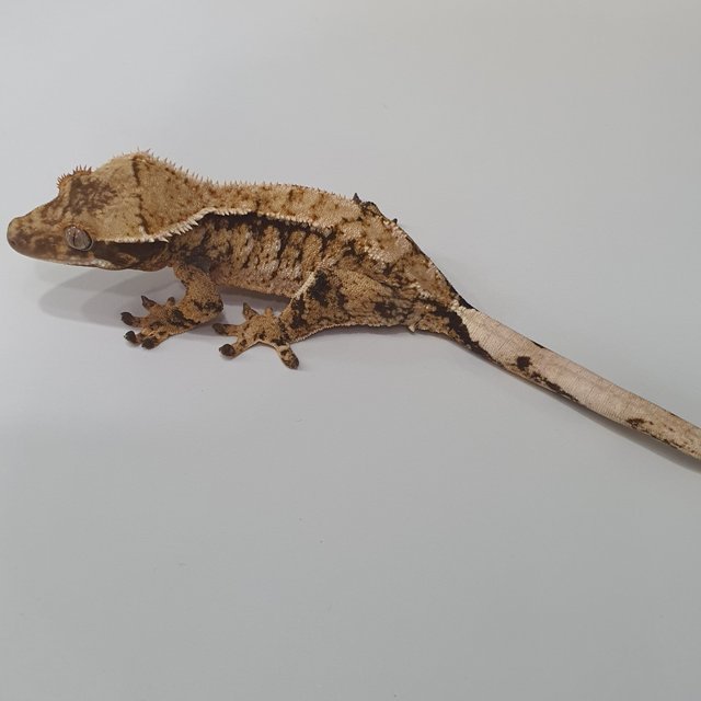 트라이 익스트림할리퀸