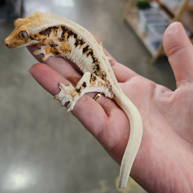 릴리화이트 트라이