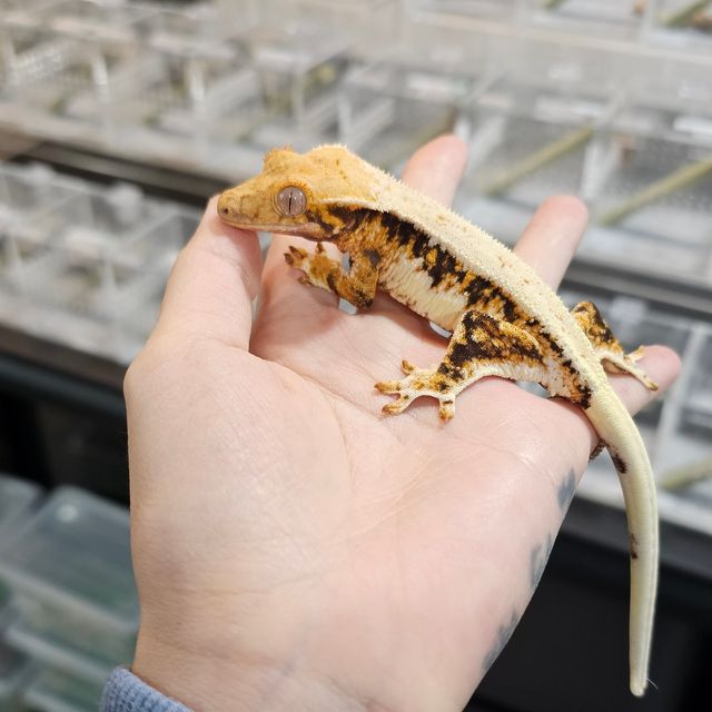 릴리화이트 트라이
