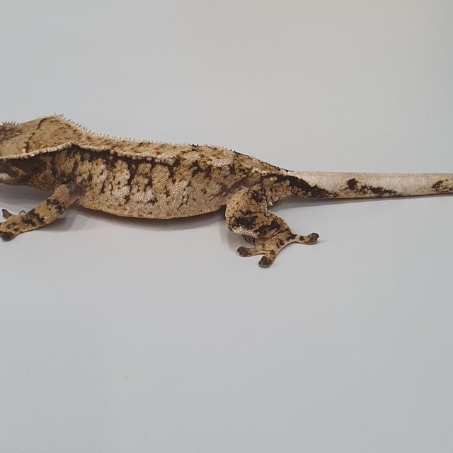 트라이 익스트림할리퀸