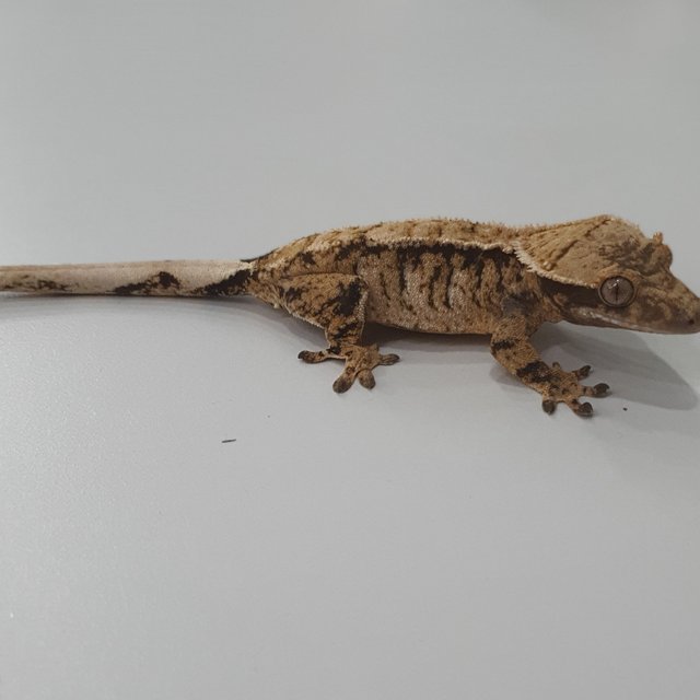 트라이 익스트림할리퀸