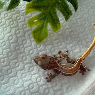 루라1