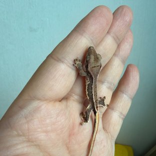 루라2